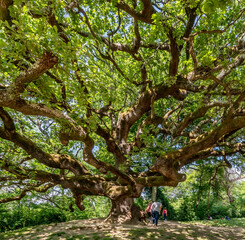 Fototapeta premium Beautiful view of the famous secular tree called oak of the witches in the province of Lucca, Italy