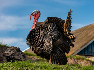 Turkey breed close-up.