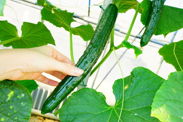 自家製のきゅうり