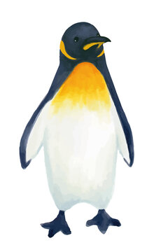キングペンギンの水彩イラスト