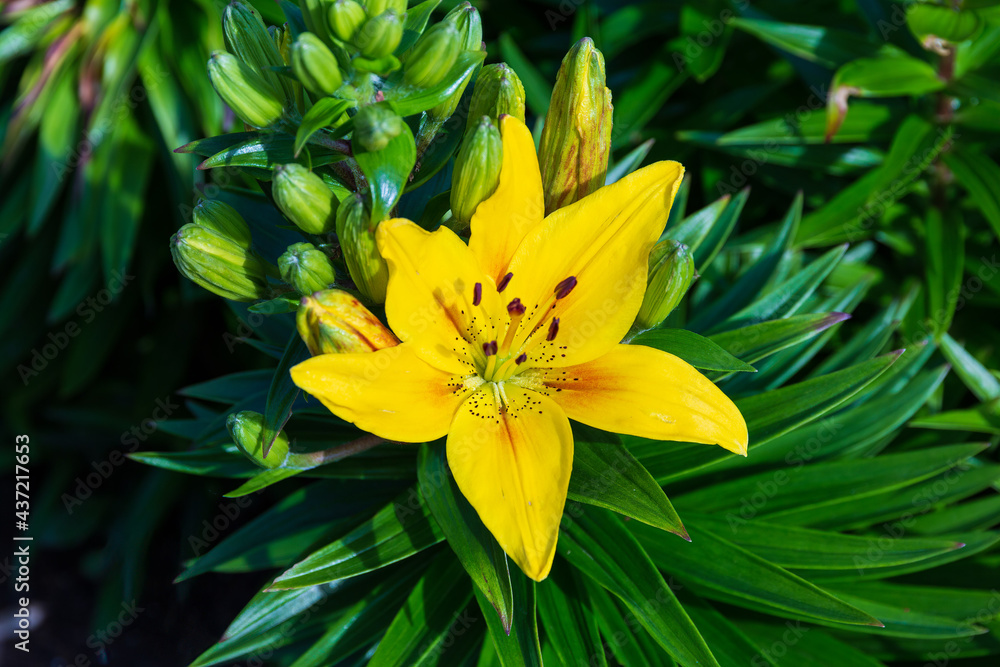 Wall mural yellow lily mid morning in the lily garden