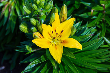 yellow lily mid morning in the lily garden
