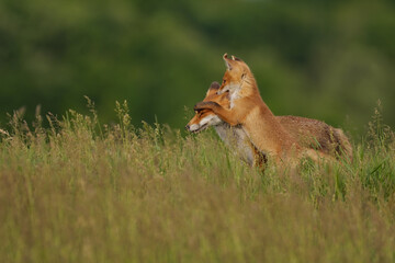 Fototapeta premium Fox cub playing with the mother fox on the meadow