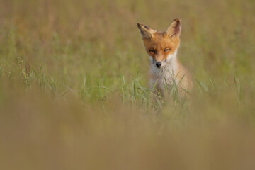 Red fox cub , Vulpes Vulpes in the grass
