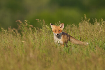 Naklejka na ściany i meble Red fox cub , Vulpes Vulpes in the grass