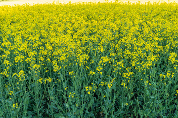 Rapeseed or colza (Brassica napus) golden field. Panoramic view of a yellow rapeseed field till the...