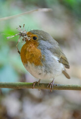Rotkelchen mit Baumaterial
