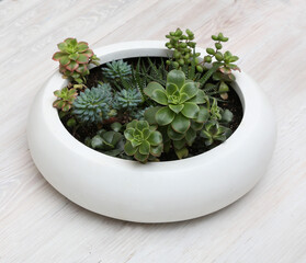Floral arrangement of succulents in a white pot on a light background. Indoor plants. Hobby. Plants in the interior. Aeonium Kiwi. Miniature garden of indoor plants.
