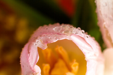 photo of macro tulips