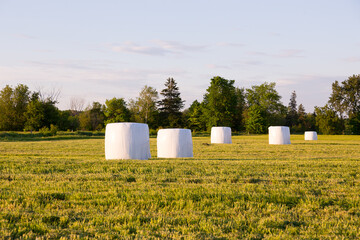Selective focus horizontal photo of hay balls wrapped in white plastic in field illuminated by the...