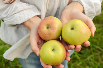 3  apples in the hands of a girl in a white shirt