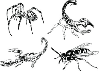 Fototapeta na wymiar vector drawings sketches different insects bugs Scorpions spiders drawn in ink by hand , objects with no background 