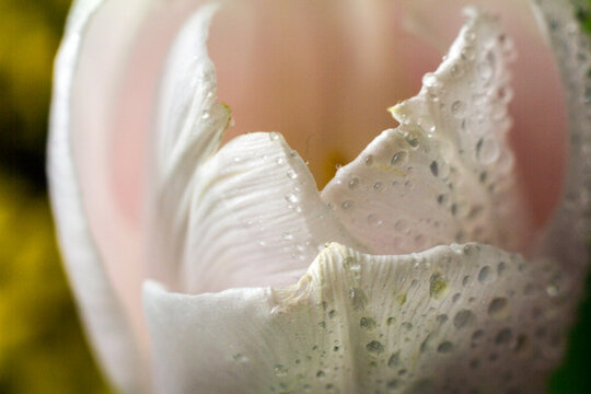 photo of macro tulips