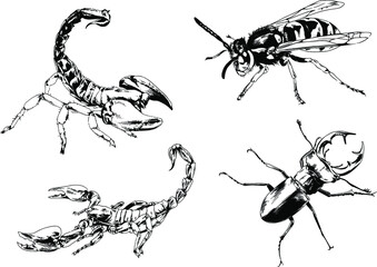 vector drawings sketches different insects bugs Scorpions spiders drawn in ink by hand , objects with no background	