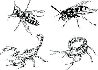 vector drawings sketches different insects bugs Scorpions spiders drawn in ink by hand , objects with no background	