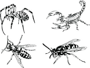 vector drawings sketches different insects bugs Scorpions spiders drawn in ink by hand , objects with no background