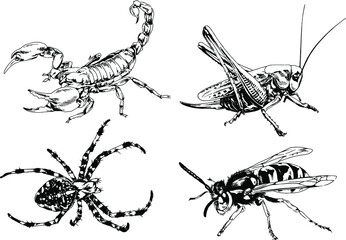 vector drawings sketches different insects bugs Scorpions spiders drawn in ink by hand , objects with no background