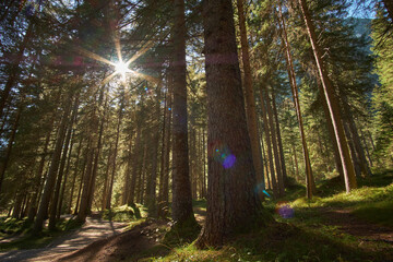 Fototapeta na wymiar Sunlight rays streaming through a beautiful green forest of tall trees in the Dolomites, Italy.