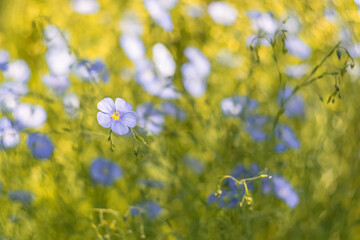 Blue wildflowers of flax on a blurred sunny background. Beautiful floral art background. Selective soft focus.
