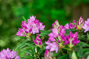 Close-up of the bloom. Pink azalea flowers in summer on a sunny day. Buds and inflorescences on a...