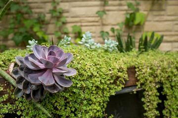 Purple stone rose. Close-up of the green tips of the echeveria. Flowering Houseplants. Succulents.
