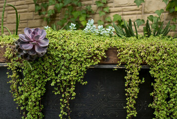 Purple stone rose. Close-up of the green tips of the echeveria. Flowering Houseplants. Succulents.