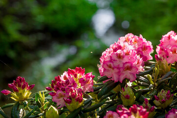 Close-up of the bloom. Pink azalea flowers in summer on a sunny day. Buds and inflorescences on a...