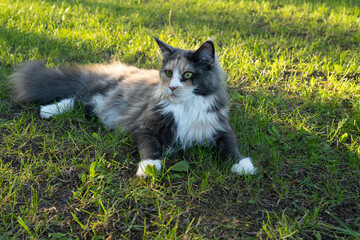Maine Coon © GreenHill