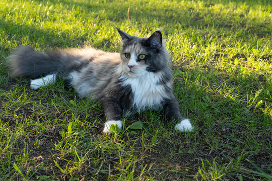 Maine Coon
