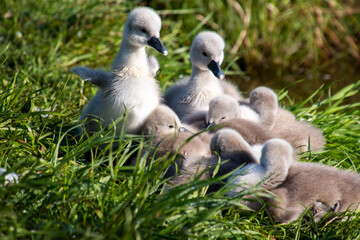 family of ducklings