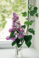 Flowers blooming lilac. Beautiful purple lilac flowers. Lilac flowers on the branches