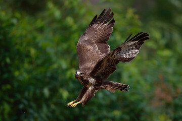 Common Buzzard (Buteo buteo) flying in the forest of Noord Brabant in the Netherlands.  Green forest background
