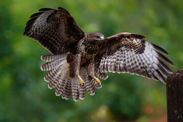 Common Buzzard (Buteo buteo) flying in the forest of Noord Brabant in the Netherlands.  Green forest background