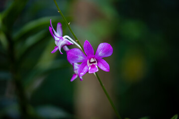 purple orchid on a green background
