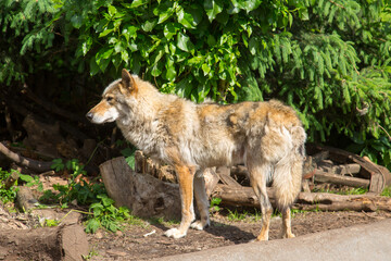 The European wolf (Lat. Canis lupus) stands on the ground and looks into the bushes against the background of greenery during molting. Wildlife mammals.