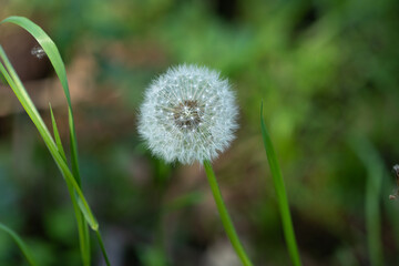 White fluffy flower of a blooming dandelion, close-up, against a background of green plants.