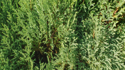Juniper evergreen coniferous shrub close-up. Branches with green needles in the sunlight. In detail. Full screen