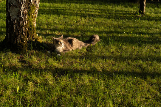 maine coon, zwierzak, kociak, domowych, trawa, kot, kotek, pupil, domowy, szary, kotki, animals, pupil, natura, przyroda, zwierzęta, hodowla, ulubieniec, domowy, trawa, drzewo, zieleń, przyroda, świat