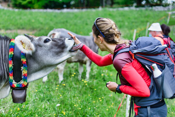 A girl strokes a grazing cow during a trek