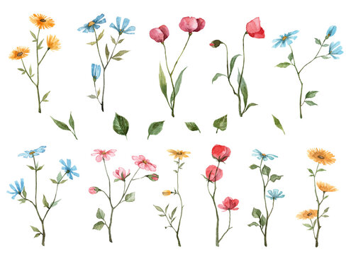 Set of hand painted watercolor wild flowers