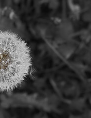 Dandelion close up black and white. 