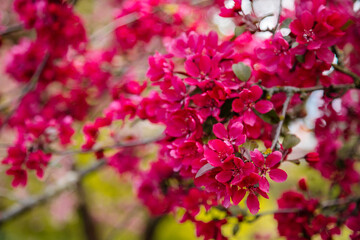 Close up, plum blossom red and pink flowers, flowering branch of apple tree, picturesque symbol of early spring, fruit orchard, sunny day, selective focus blurred background, blooming red leaf plum