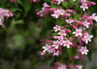 pale pink flowers of Kolkwitzia amabilis