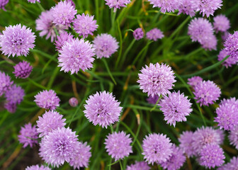 Purple Chives Flowers in Green Grass 2