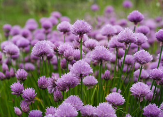 Purple Chives Flowers in Green Grass