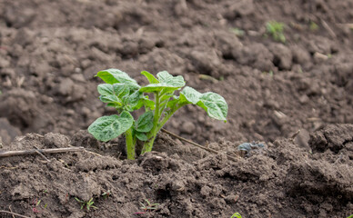 Green potatoes sprouted from the soil.