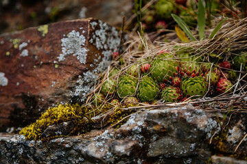 Colorful sempervivum tectorum, common houseleek with red and green leaves varieties sitting close together and growing in rock garden, also known as perennial rockery or alpine rock garden, a flower