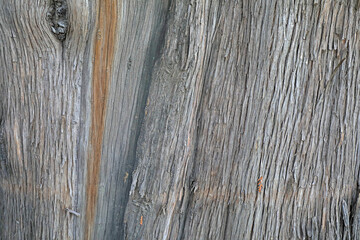 Close up of the old tree trunk