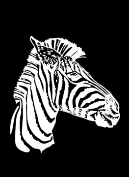 Graphical portrait of Zebra on black background, engraved vector illustration
