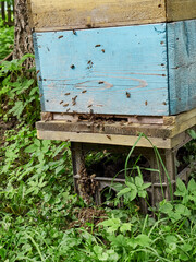 Thousands of bees fly out of the hive onto the grass and begin to form a swarm of bees